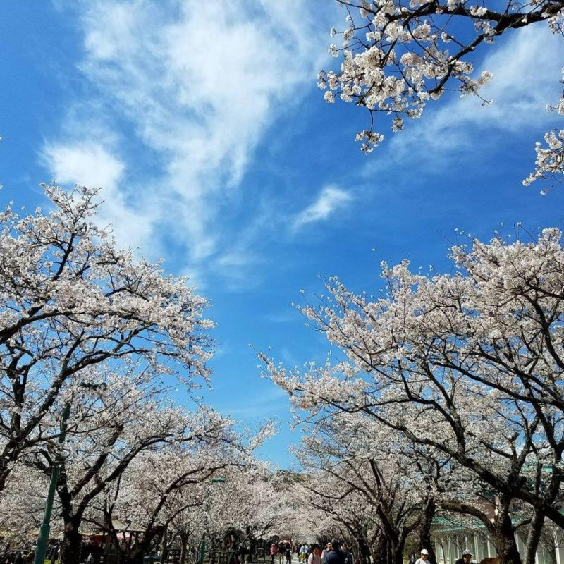 高知の花見スポットおすすめ10選 春は桜を見に行こう | ねむり猫の